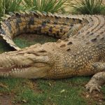 Un crocodile de quatre mètres caché dans un sac à la base d’un accident d’avion au Congo