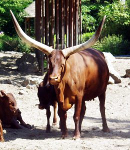 Deux naissances à Planckendael: un veau watusi et un alpaga