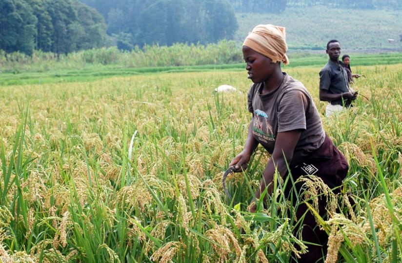 Rwanda : Les causes profondes qui handicapent la relance de l’agriculture